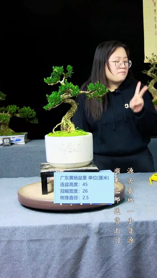 【闪购商品】黄杨盆景黄杨盆景