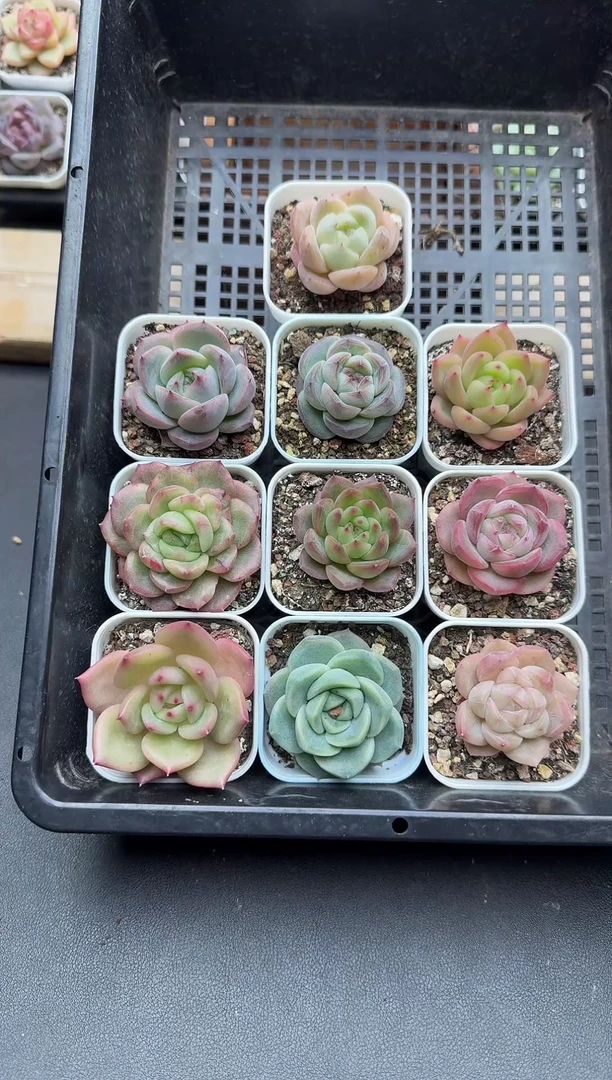 珍妮杂交多肉B107