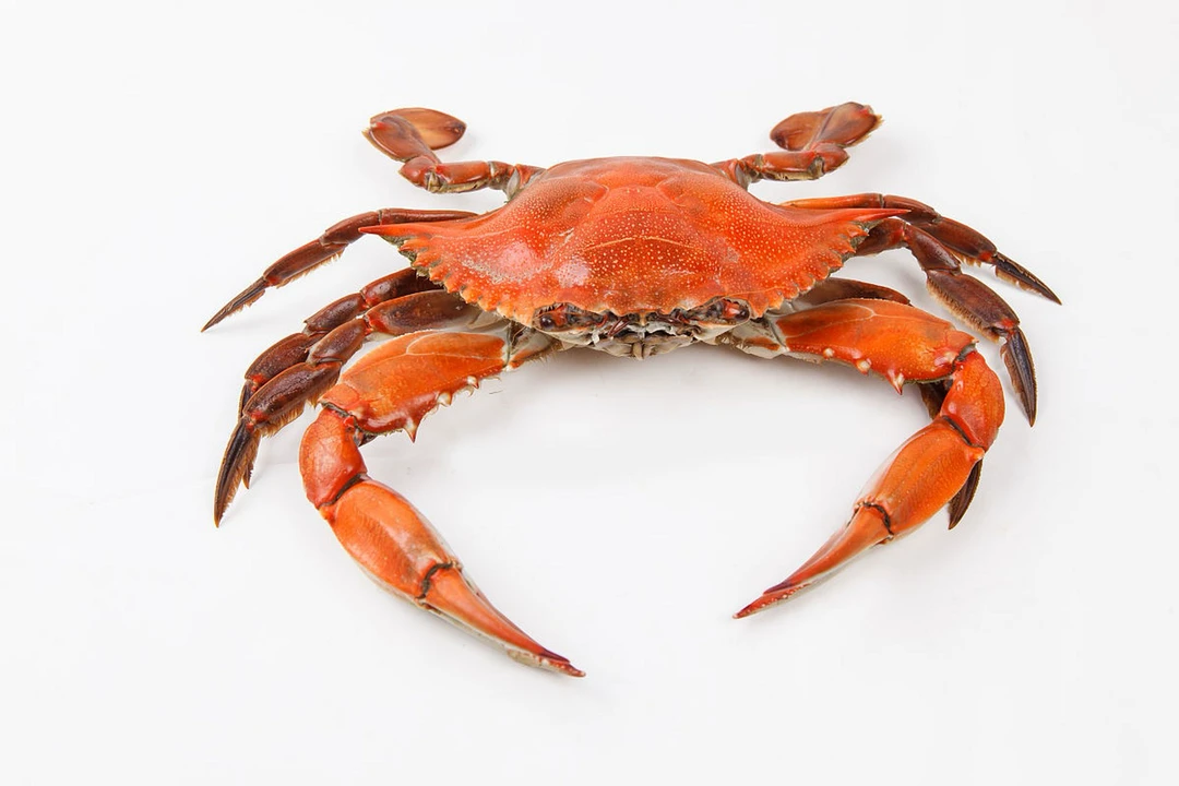 东港大尖3斤（保鲜不保活)1两半~2两半/只 个别掉腿有沙  介意勿拍