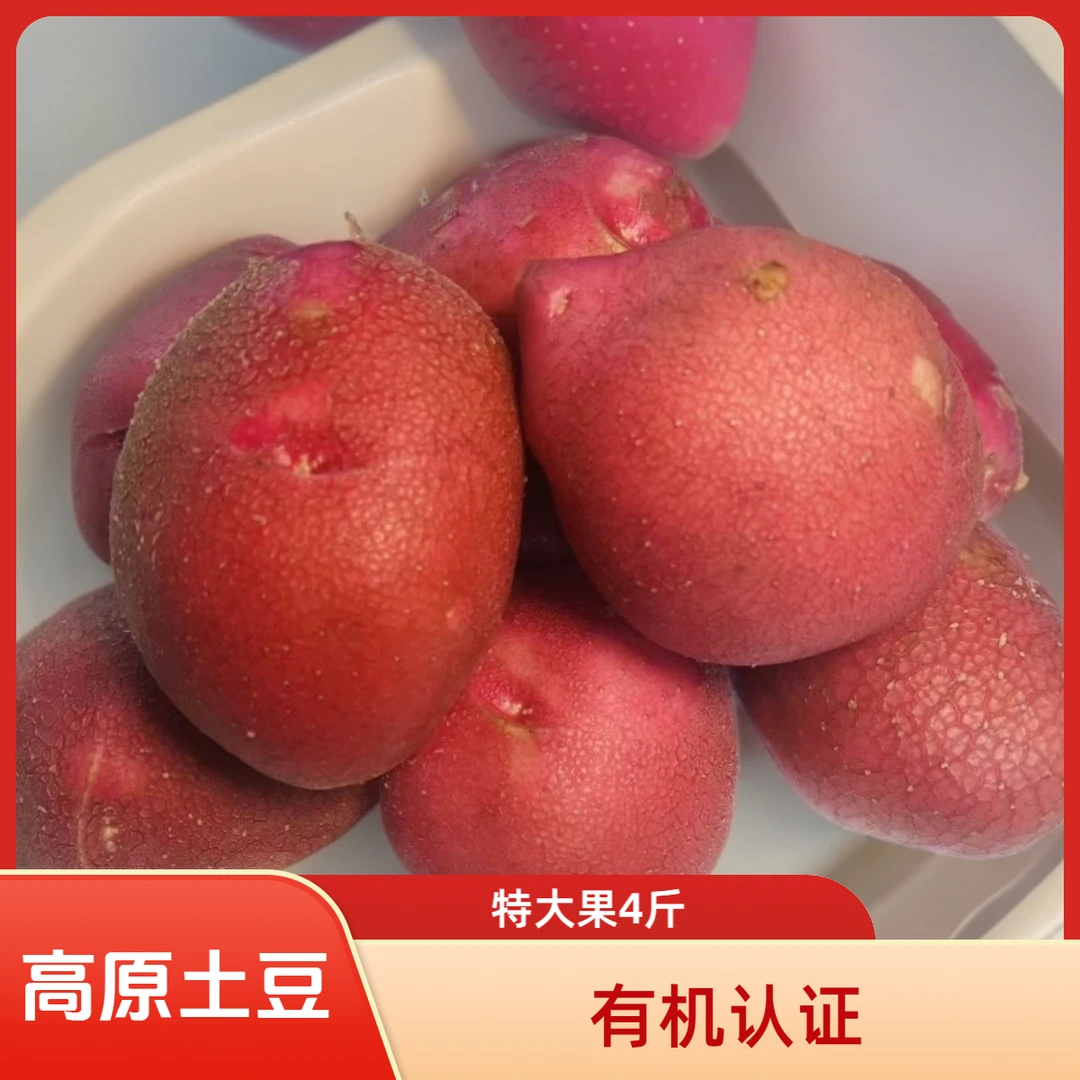 高原有机红皮土豆特大果4斤(李琬有机菜)