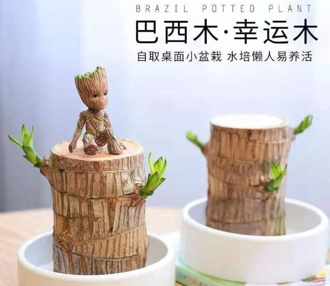 巴西木幸运木开花造景格鲁特好养活办公室卧室阳桌台室内绿植盆栽