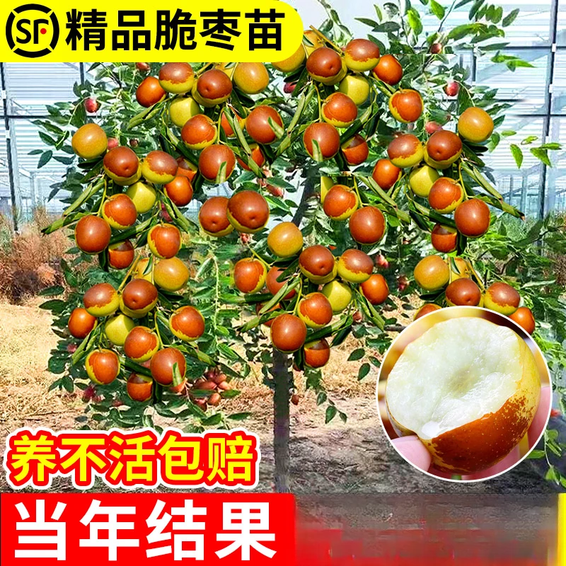 嫁接枣树活苗特大冬枣特大葫芦枣树果树果苗北方南方种植庭院盆栽