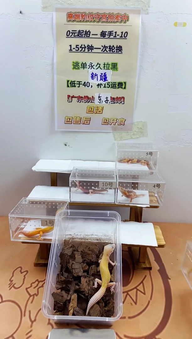豹纹守宫豹纹守宫幼苗亚成体成体肥尾