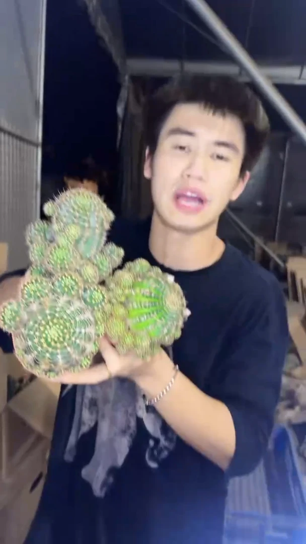 3颗 荷花 品种不指定