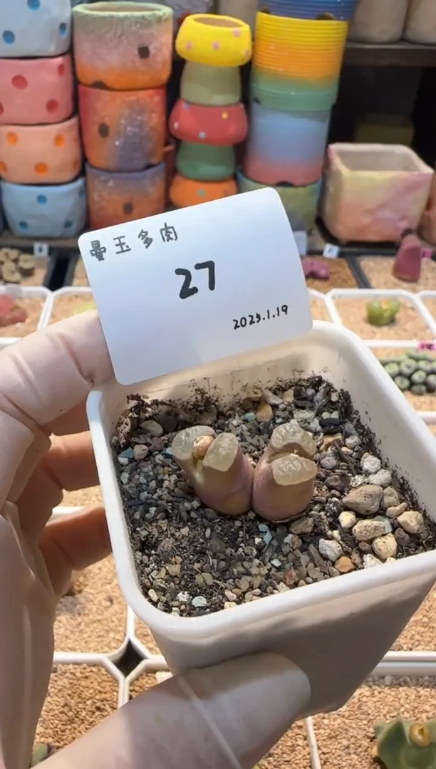 【闪购商品】25.1.19-27