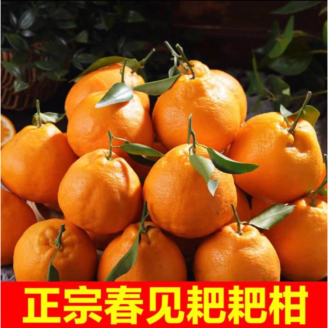 正宗耙耙柑现摘现发颗颗爆汁粒粒饱满