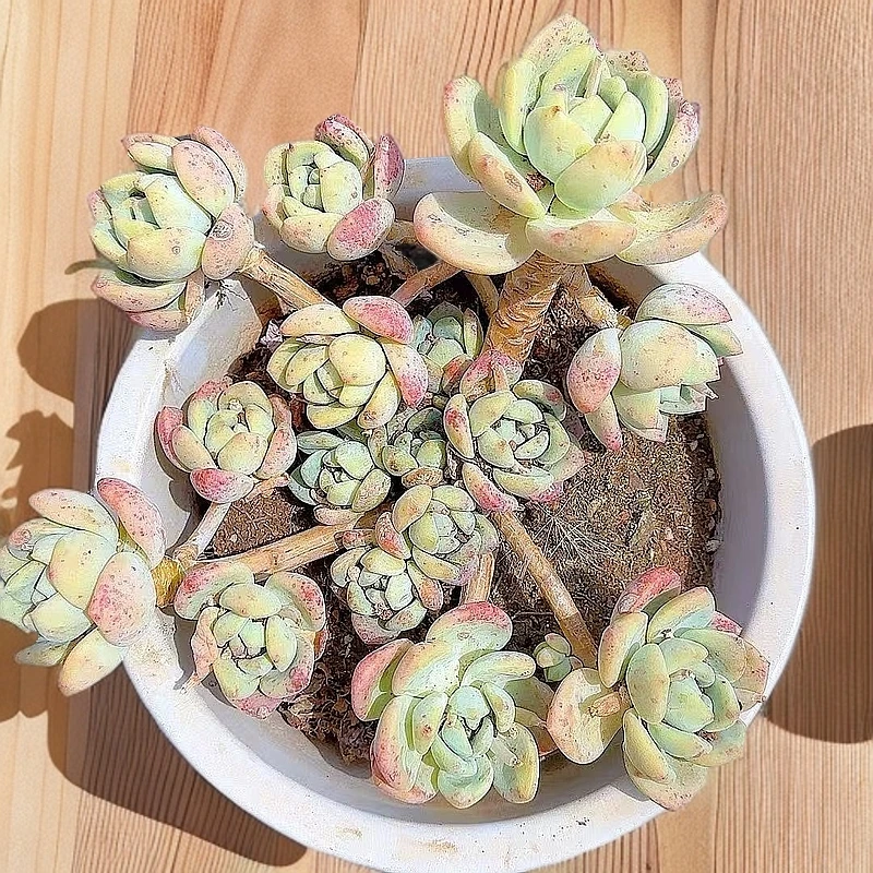 老桩望舒脱土  小谢多肉植物庭院空气耐旱上盆种植固定散光