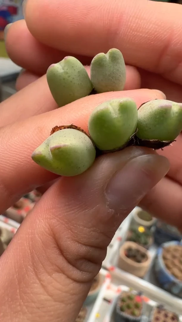 204多肉植物肉锥sh458一颗