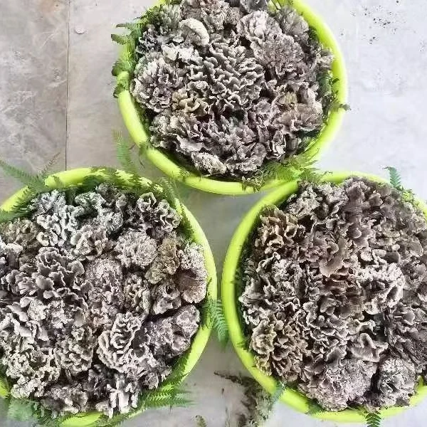 4号链接 新鲜干巴菌代购（图片仅供参考，实际以直播为准）