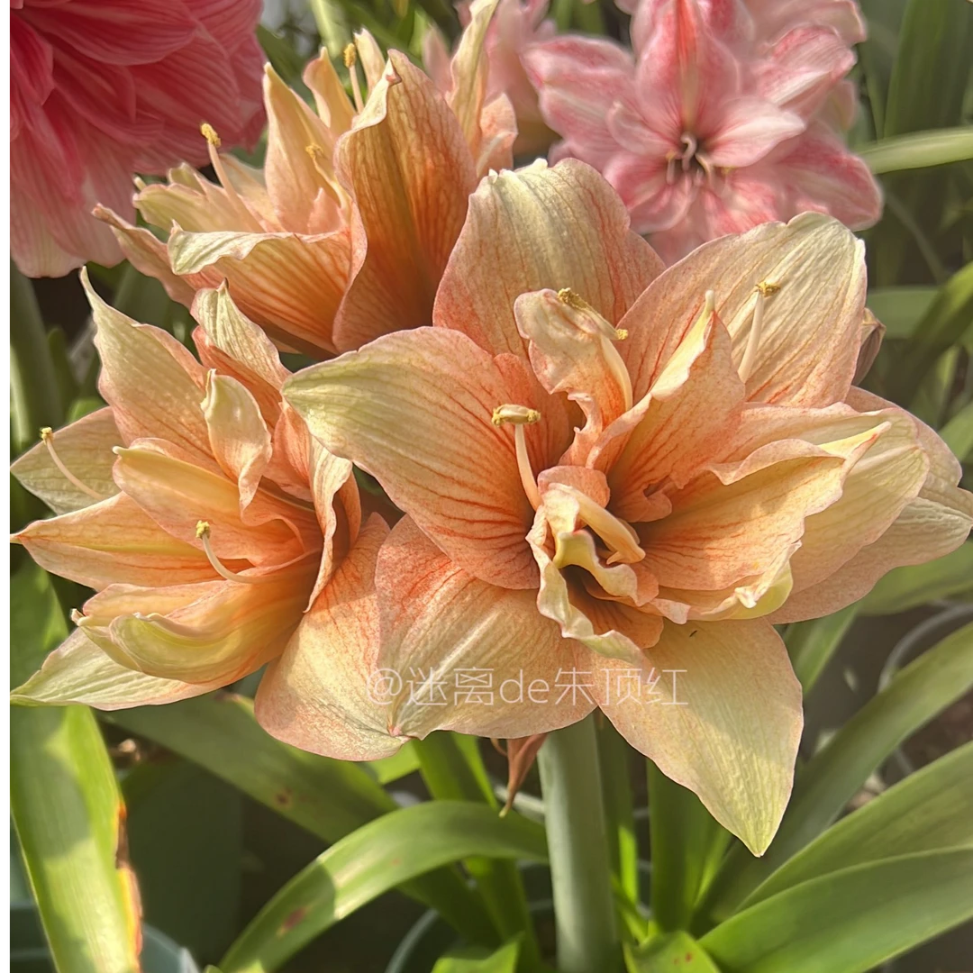 【Jade翠玉】朱顶红种球 大花重瓣