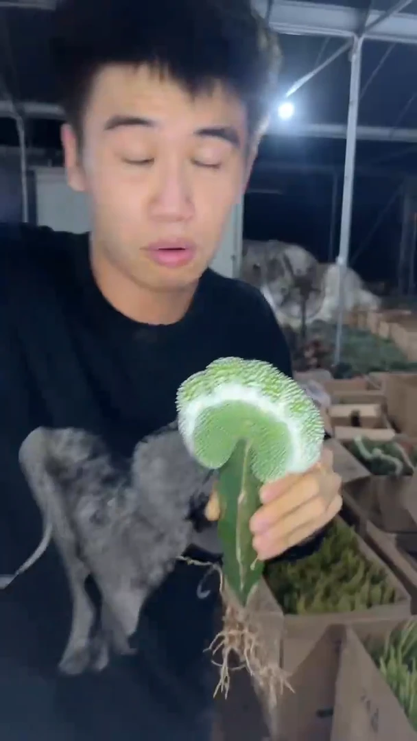 松露玉缀化【嫁接】