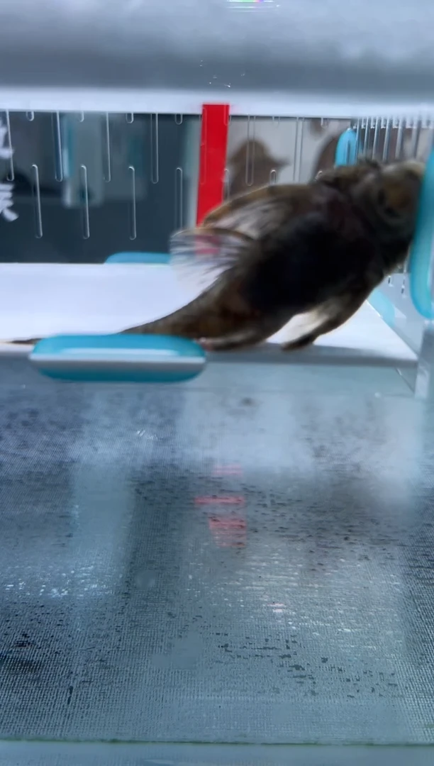 清道夫6.5不包入缸损 111