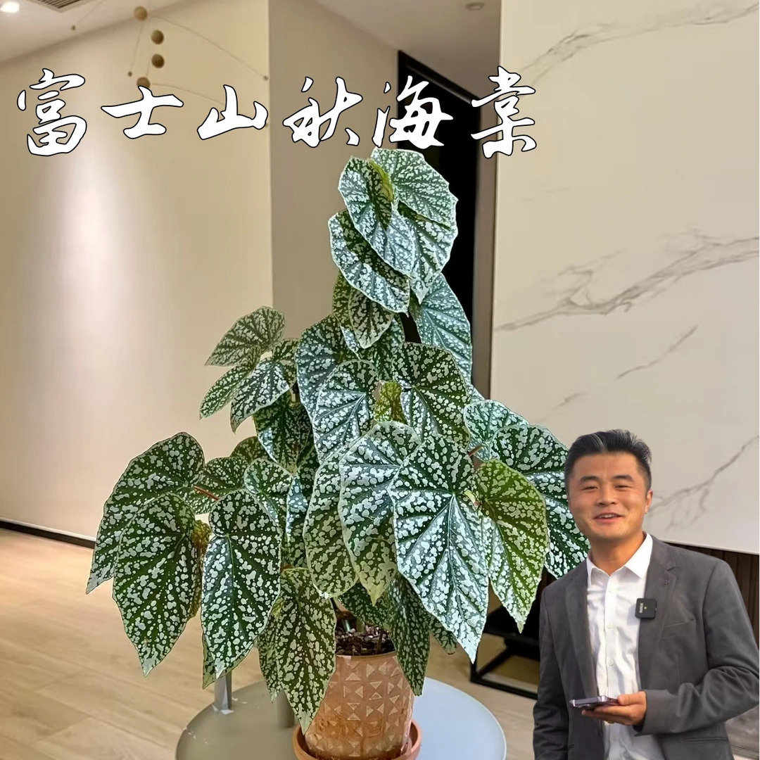 【热植馆】富士山秋海棠好养室内ins风植物