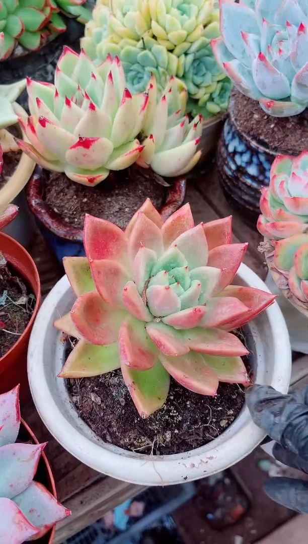 v**i多肉植物一物一拍07109