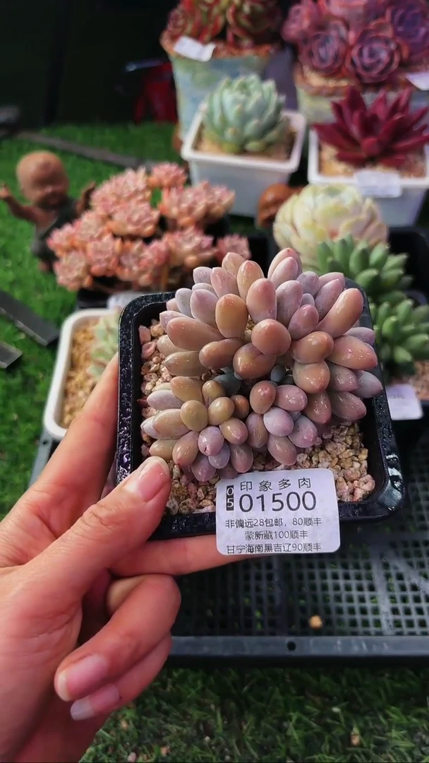 昆明印象多肉01500