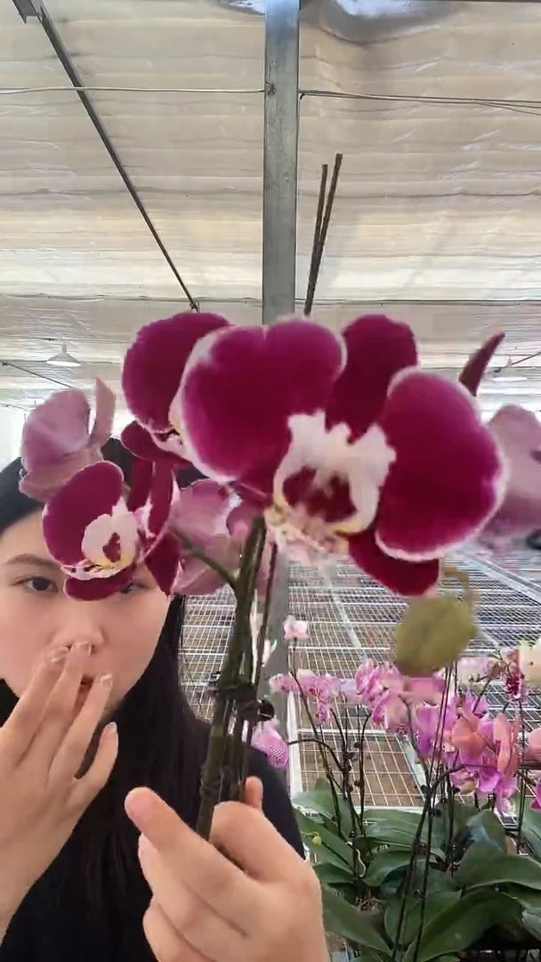 大部分花苞少量开放幻影双花剑