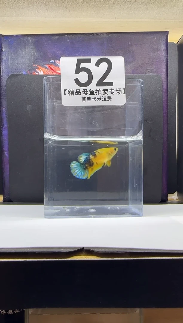 斗鱼母鱼编号：52