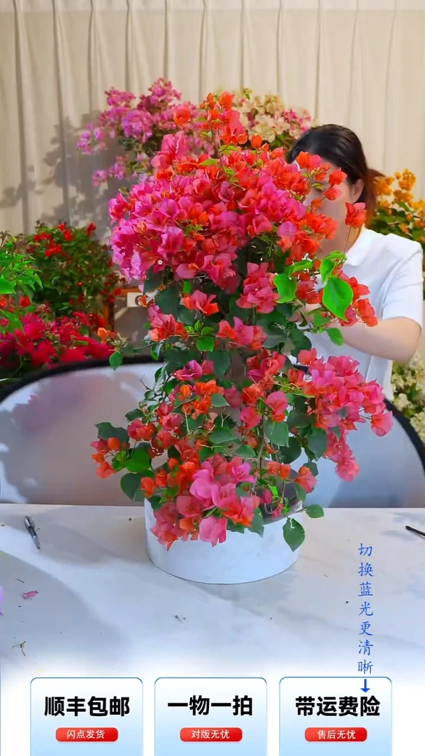 大部分开放少量花苞烟***生橙色精彩