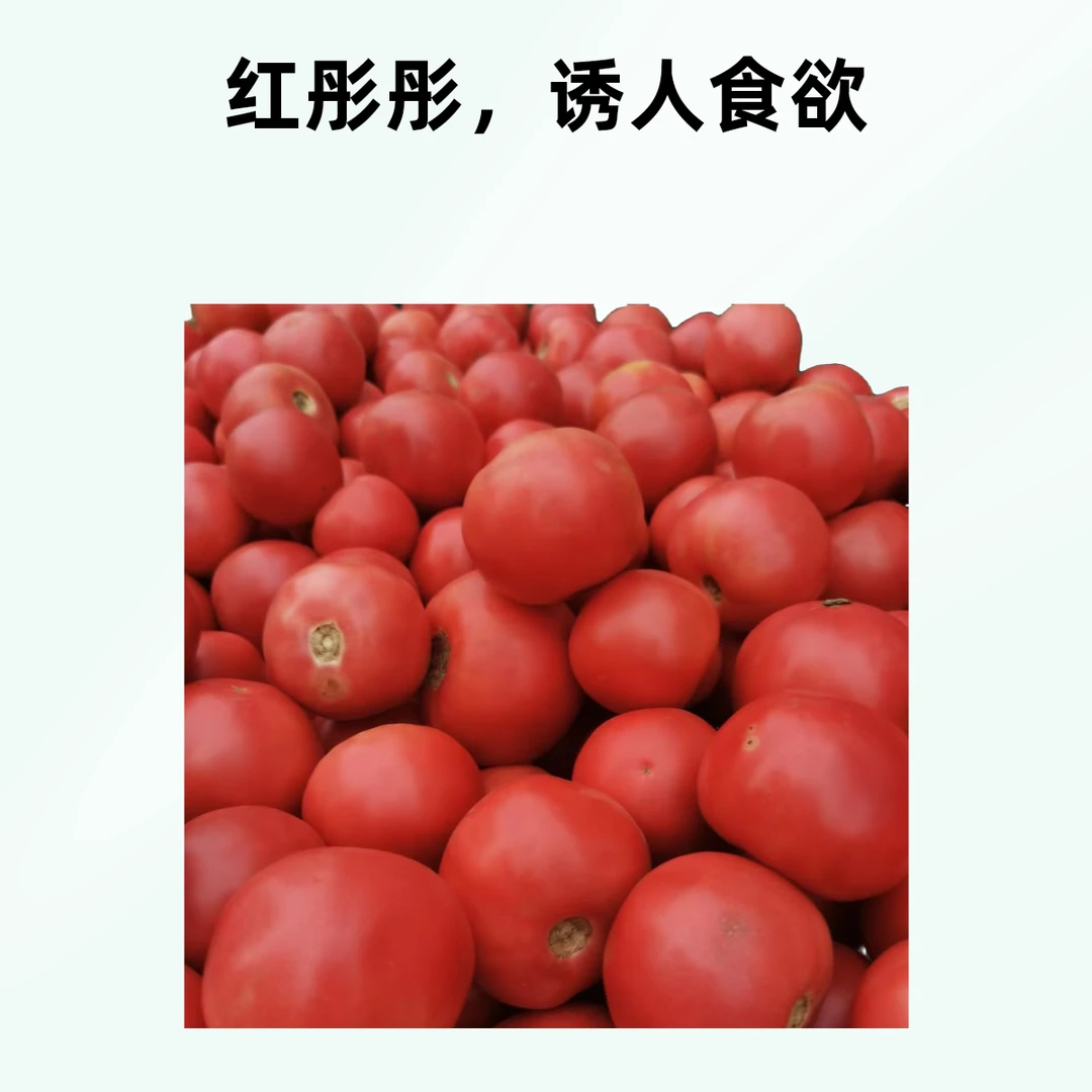 本地西红柿1公斤大红西红柿新疆维吾尔自治区