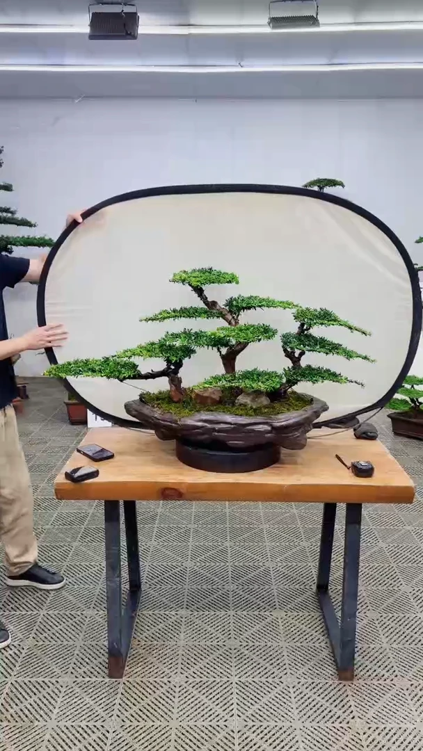 无花朵造型盆景一物一拍