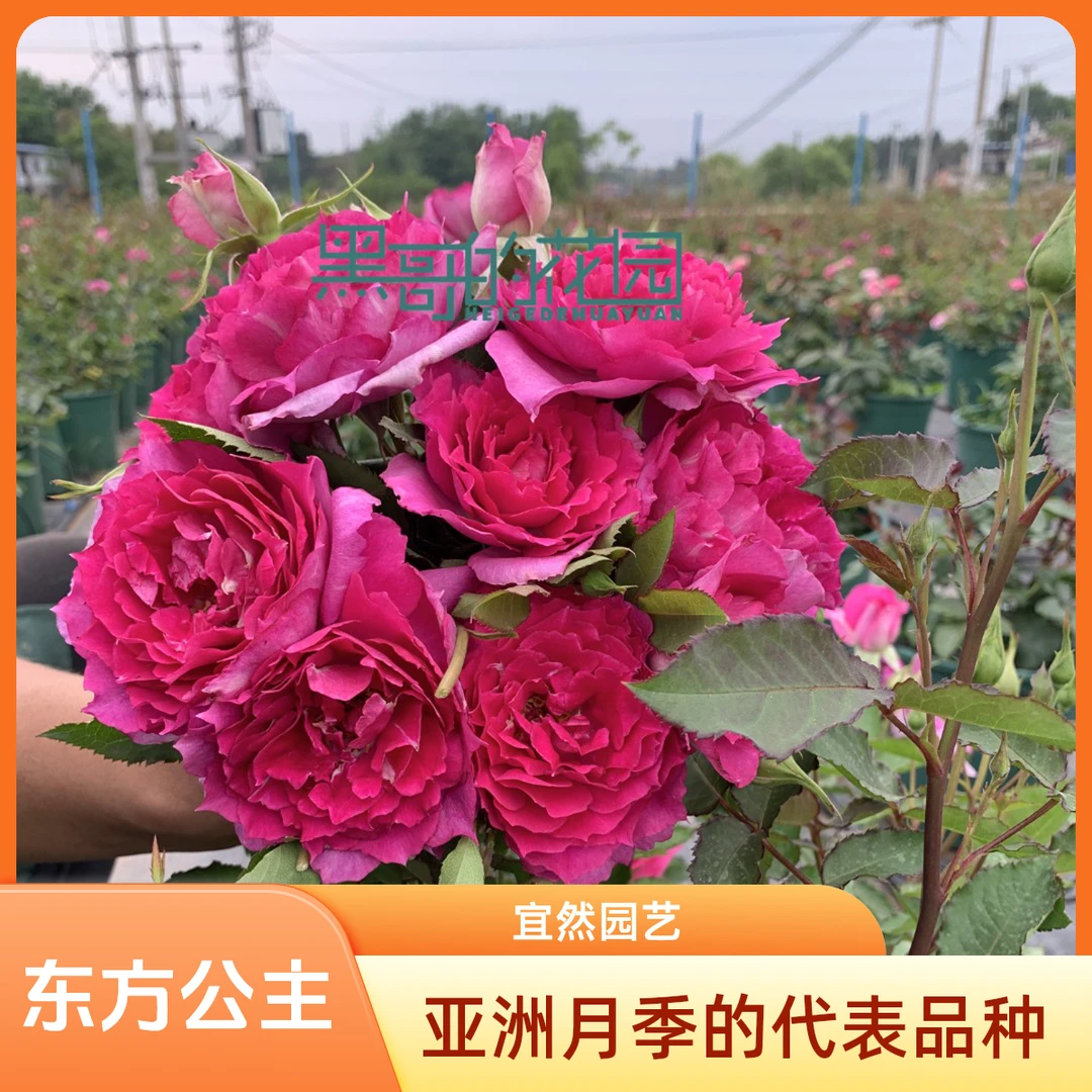 黑哥的花园天方夜谭月季深桃色褶皱多季开花大花浓香地栽盆栽阳台