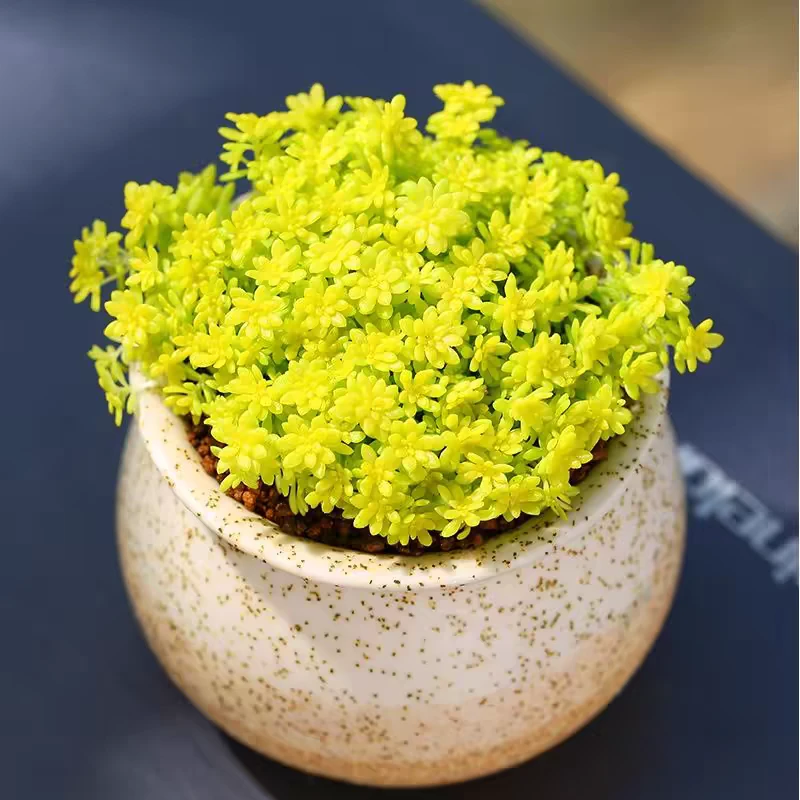 【满9.9包邮】黄金万年草6.5cm盆多肉植物以直播间展示为主