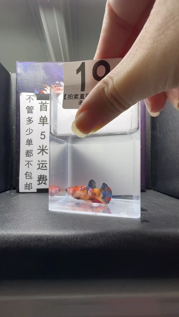 斗鱼母鱼编号：19