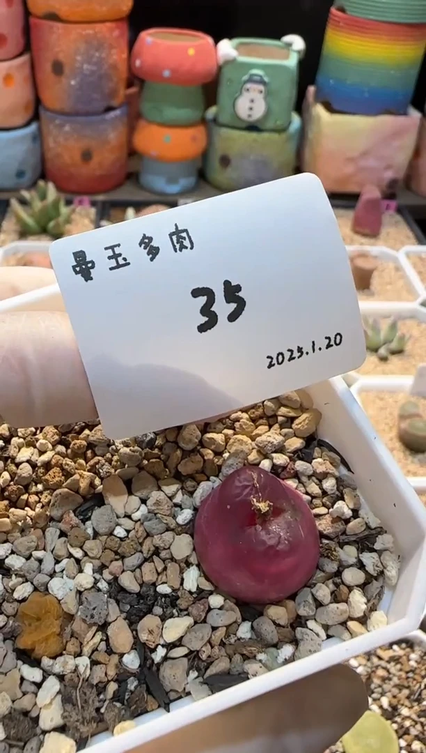 【闪购商品】25.1.20-35李别买