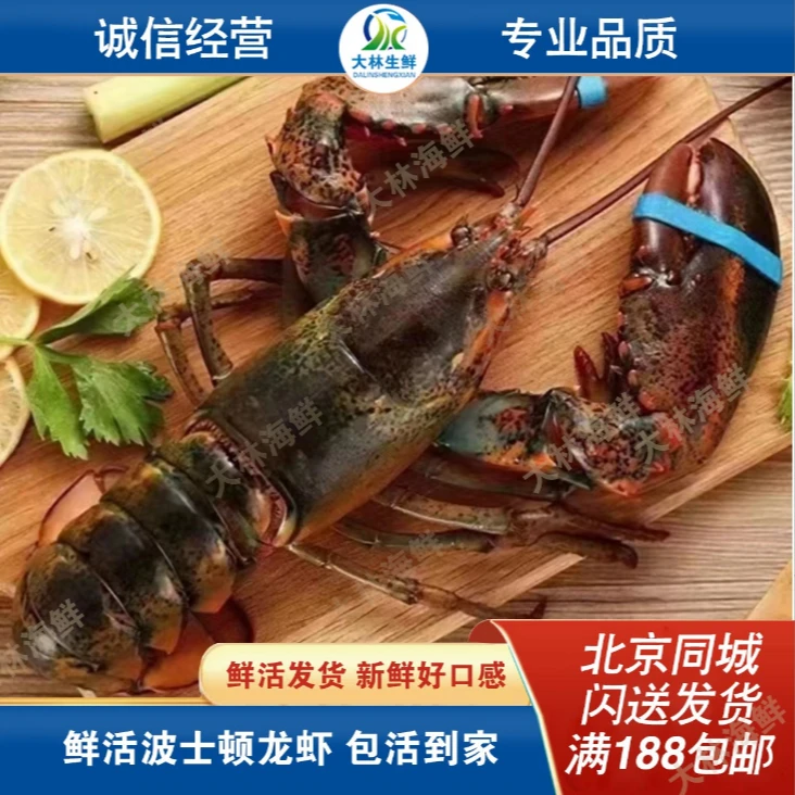 鲜活波士顿龙虾，规格可选 鲜活发货