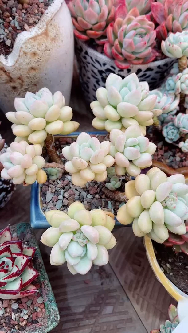 【闪购商品】21047