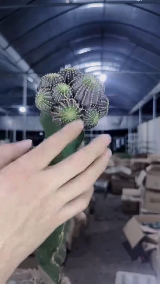 多头 紫皮纳米纳【嫁接】