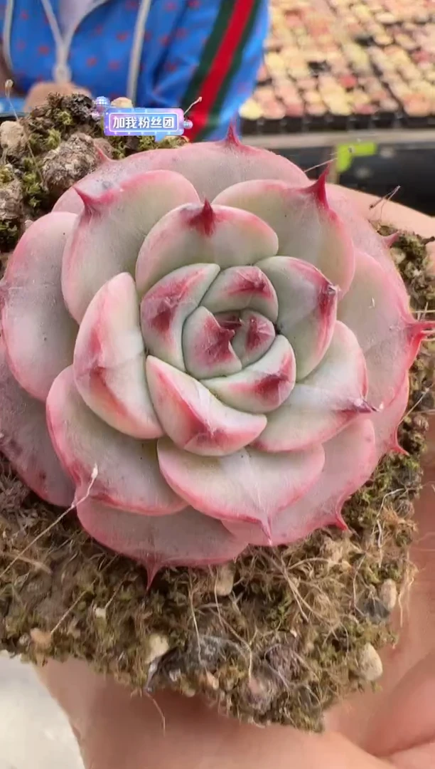 【闪购商品】新款多肉-138