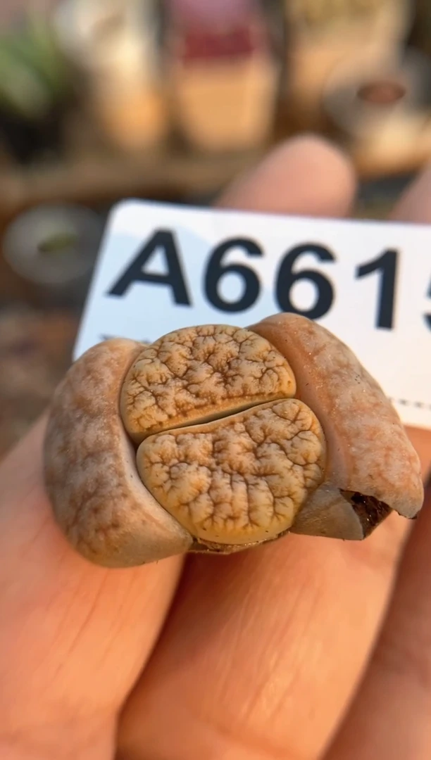 【闪购商品】6615直播一物一拍