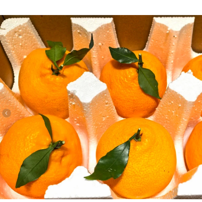 黑哥的花园正宗爱媛46号柑桔苗爱媛与春见杂交早熟大果家庭果园