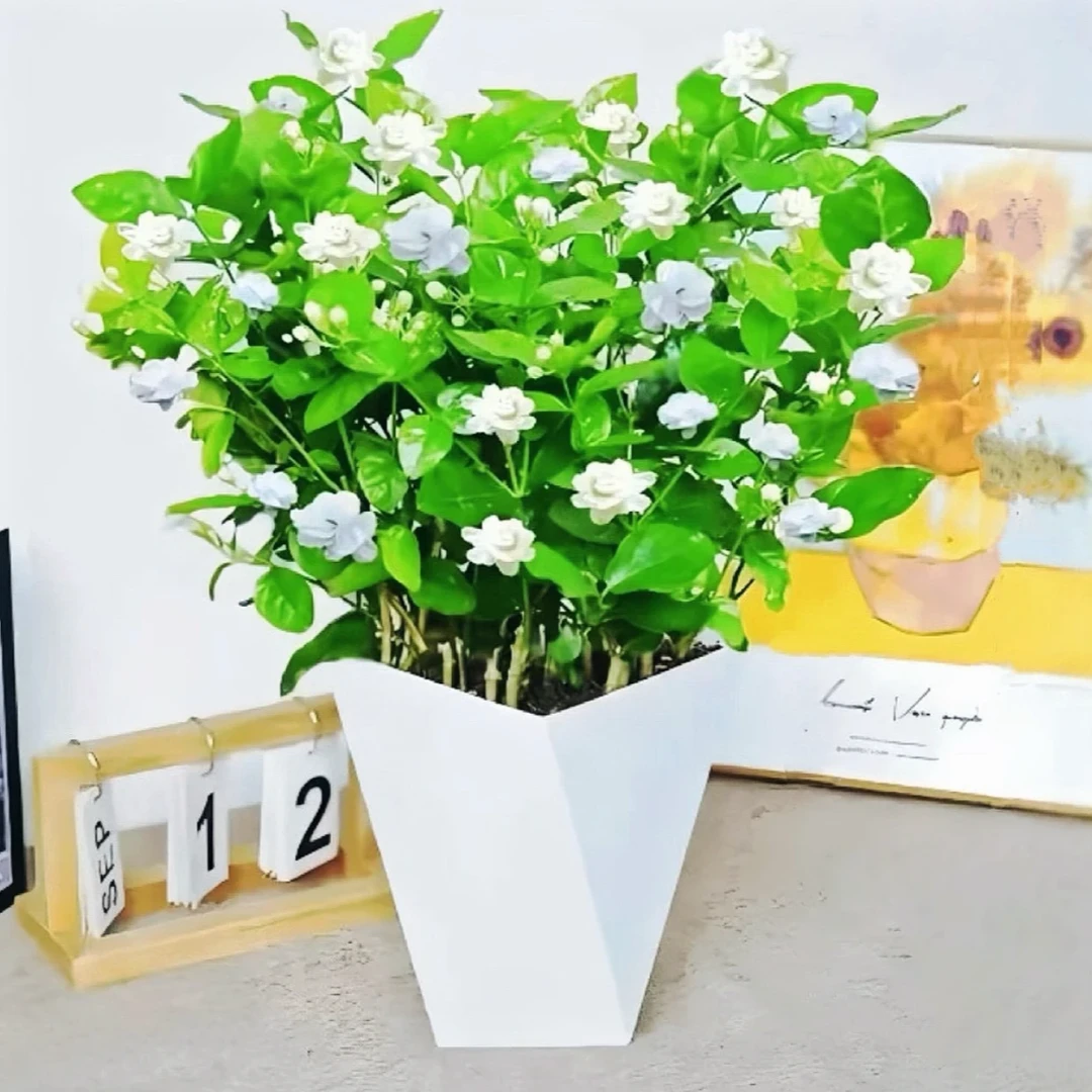 带花苞重瓣茉莉花盆栽室内外种植好养活绿植花卉