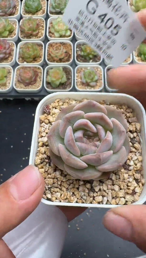 405G云禹多肉植物 脱土纸巾打包 3颗包邮