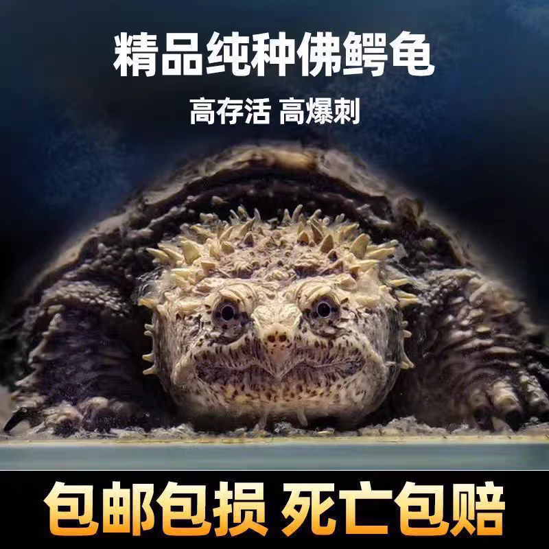 正宗杂佛小鳄爆刺乌龟幼苗纯佛宠物龟凶猛活体
