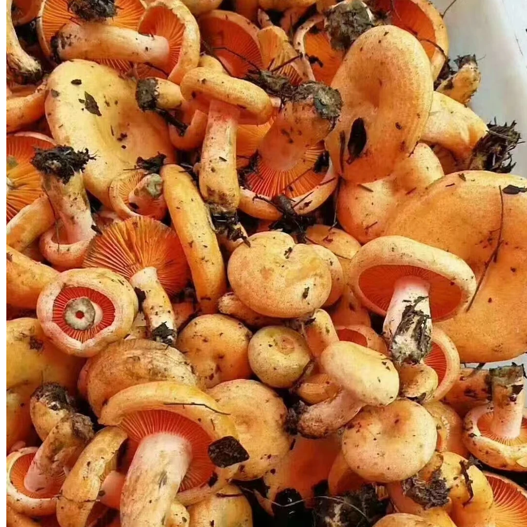 野生菌菌子枞树菌野生蘑菇野生香菌