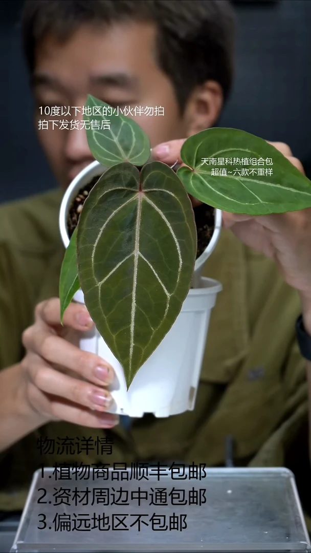 完全开放红华红铜*红爪哇