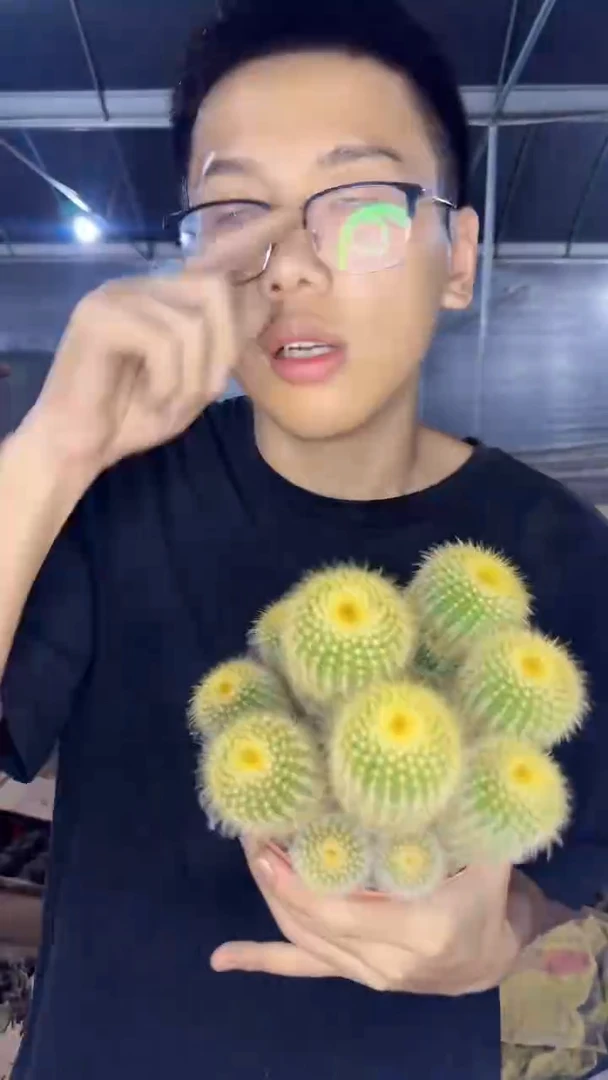 金冠 群生【带根】