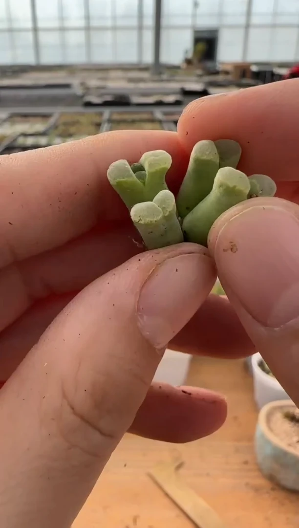 【闪购商品】9-284