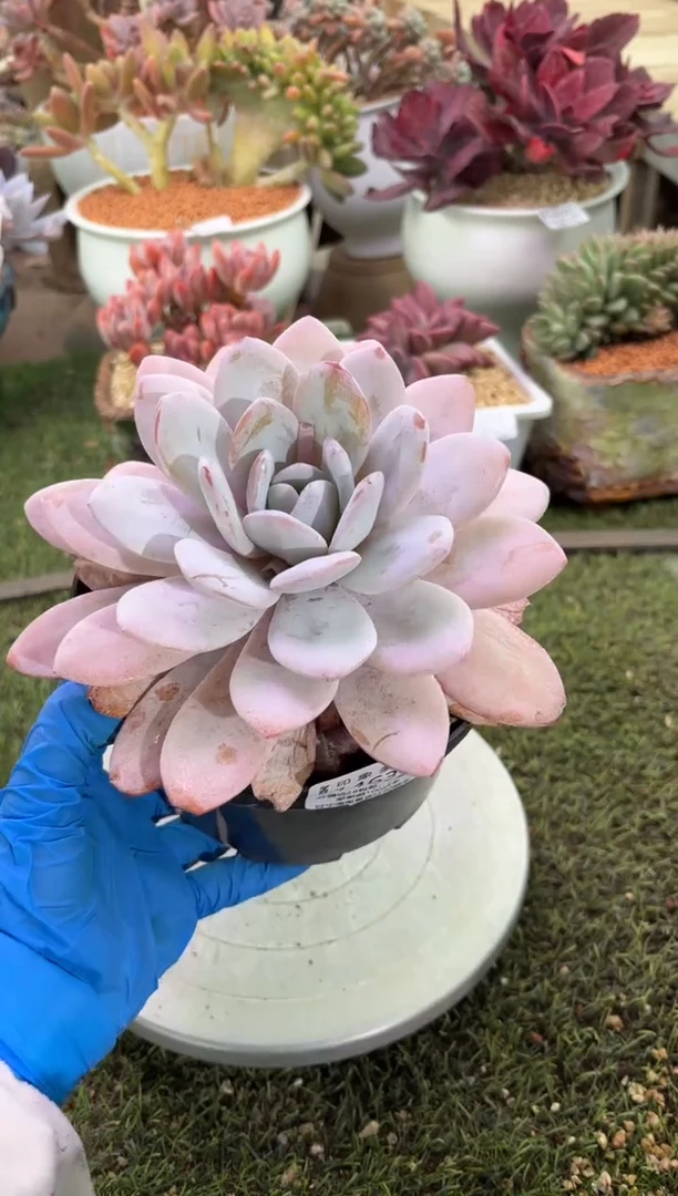 【闪购商品】14630