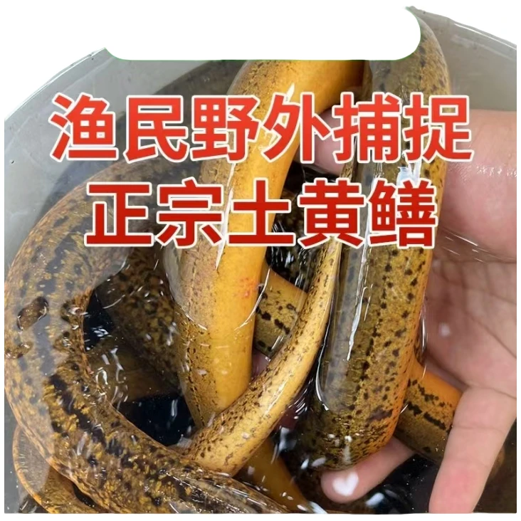 2到3两鲜活土黄鳝顺丰包邮到家3斤