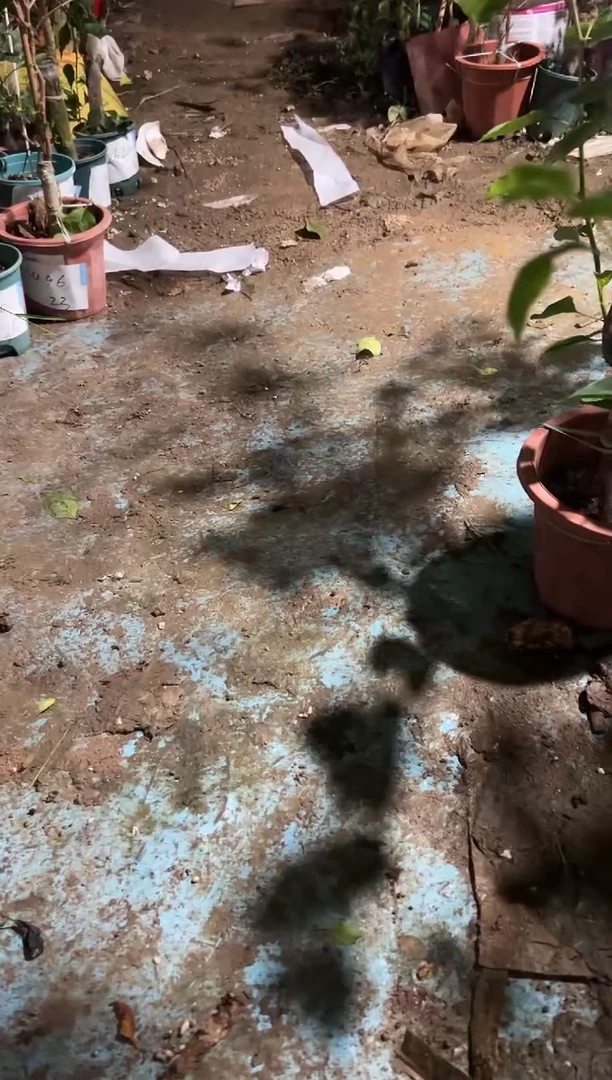 许诺网红爆款三角梅