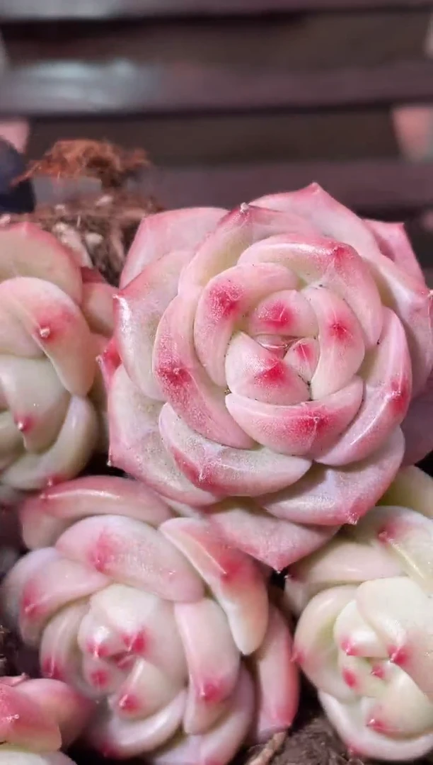 34-30 橙翡3-4厘米量拍发一颗