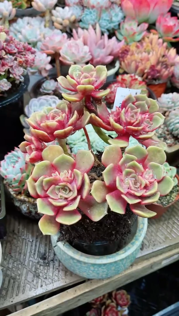 【闪购商品】20045