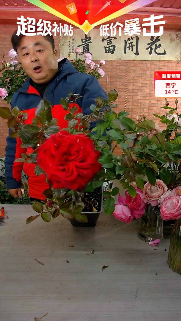 当前无花朵，栽培后可花朵黑金