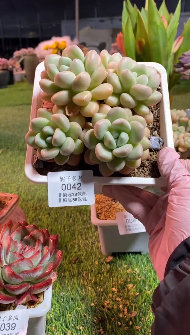 【闪购商品】0042a