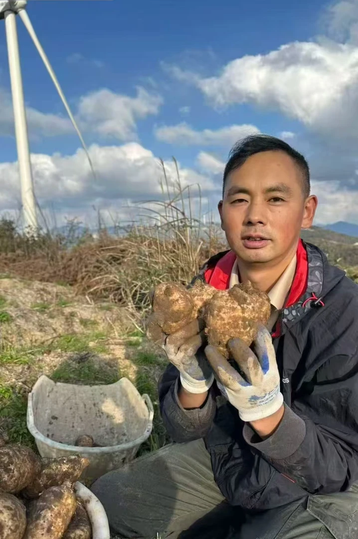 五峰高山乌天麻野外种植尝鲜价