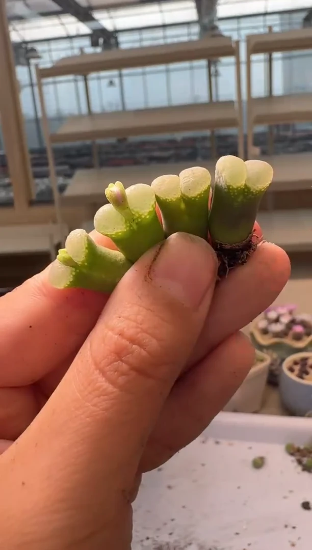 28-289多肉植物肉锥蜜桃气泡